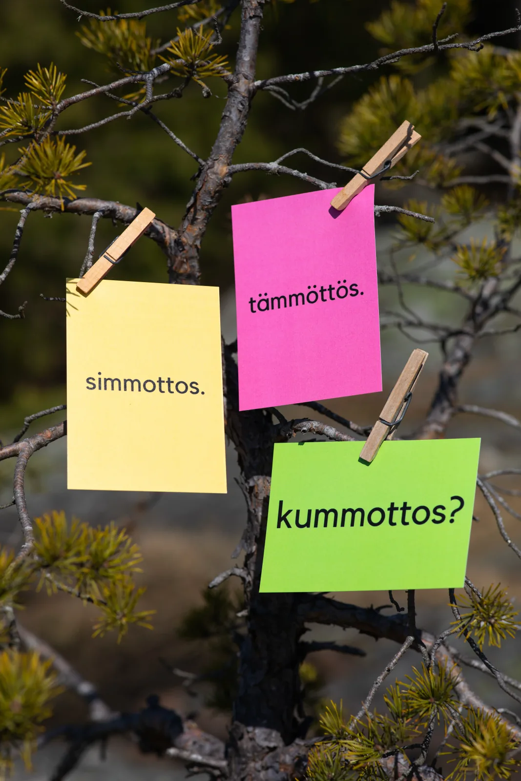 Keltaiset, vaaleanpunaiset ja vihreät murrekortit oksilla